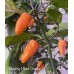 Bleeding Heart Orange Pepper Seeds 