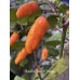 Bleeding Heart Orange Pepper Seeds 