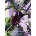 Trinidad Scorpion Purple x Butch T Chocolate Pepper Seeds Trinidad Scorpion Purple x Butch T Chocolate Pepper Seeds