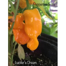 Lucifer's Dream Pepper Seeds