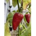 APS 911 Sweet Pepper