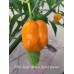 7-Pot Jonah Yellow x Scotch Bonnet Pepper Seeds 7-Pot Jonah Yellow x Scotch Bonnet Pepper Seeds