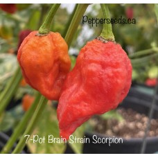 7-Pot Brain Strain Scorpion Pepper Seeds