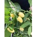 Jelly Bean Pepper Seeds Jelly Bean Pepper Seeds