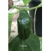 Evergreen Pepper Seeds Evergreen Pepper Seeds