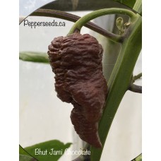 Bhut Jami Chocolate Pepper Seeds 