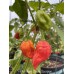 7-Pot Brain Strain Scorpion Pepper Seeds