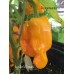Lucifer's Dream Pepper Seeds