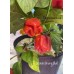 Scotch Brains Red Pepper Seeds 