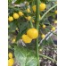 Wiri Wiri Yellow Large Pepper Seeds Wiri Wiri Yellow Large Pepper Seeds