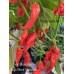 Jays Ghost Red x Jays Ghost Chocolate Pepper Seeds Jays Ghost Red x Jays Ghost Chocolate Pepper Seeds