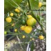 Wiri Wiri Yellow Large Pepper Seeds Wiri Wiri Yellow Large Pepper Seeds