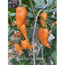 Peach Gum Tiger MAMP Pepper Seeds 