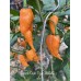 Peach Gum Tiger MAMP Pepper Seeds 
