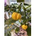 Brazilian Starfish Yellow Pepper Seeds Brazilian Starfish Yellow Pepper Seeds