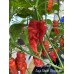 Jays Ghost Red x Jays Ghost Chocolate Pepper Seeds Jays Ghost Red x Jays Ghost Chocolate Pepper Seeds