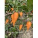 Peach Gum Tiger MAMP Pepper Seeds 