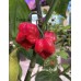 Scotch Brains Red Pepper Seeds 