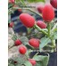 Capsicum chacoense Pepper Seeds Capsicum chacoense Pepper Seeds