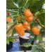 Craig's Double Hot Orange Habanero Pepper Seeds