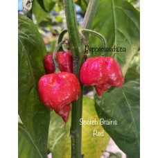 Scotch Brains Red Pepper Seeds 