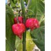 Scotch Brains Red Pepper Seeds 