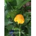Carolina Reaper Mini Yellow Pepper Seeds 