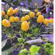 Wiri Wiri Yellow Pepper Seeds 