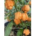 BOC x 7-Pot Primo Orange Pepper Seeds