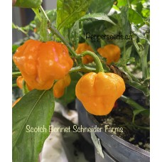 Scotch Bonnet Schneider Farms Pepper Seeds Scotch Bonnet Schneider Farms Pepper Seeds