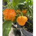 Scotch Bonnet Schneider Farms Pepper Seeds Scotch Bonnet Schneider Farms Pepper Seeds