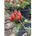 Capsicum chacoense Pepper Seeds Capsicum chacoense Pepper Seeds