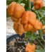BOC x 7-Pot Primo Orange Pepper Seeds