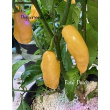 Fatalii Peach Pepper Seeds 