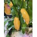Fatalii Peach Pepper Seeds Fatalii Peach Pepper Seeds