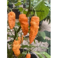 Bhut Jolokia Solid Gold Pepper Seeds Bhut Jolokia Solid Gold Pepper Seeds