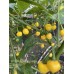 Wiri Wiri Yellow Large Pepper Seeds Wiri Wiri Yellow Large Pepper Seeds