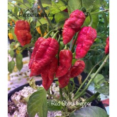 Red Ghost Pepper Seeds 
