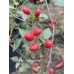 Capsicum chacoense Pepper Seeds Capsicum chacoense Pepper Seeds
