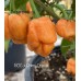 BOC x 7-Pot Primo Orange Pepper Seeds