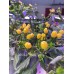 Wiri Wiri Yellow Pepper Seeds Wiri Wiri Yellow Pepper Seeds