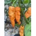 Bhut Jolokia Solid Gold Pepper Seeds Bhut Jolokia Solid Gold Pepper Seeds