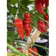 Jays Ghost Red x Jays Ghost Chocolate Pepper Seeds Jays Ghost Red x Jays Ghost Chocolate Pepper Seeds