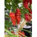 Jays Ghost Red x Jays Ghost Chocolate Pepper Seeds Jays Ghost Red x Jays Ghost Chocolate Pepper Seeds