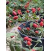 Capsicum chacoense Pepper Seeds Capsicum chacoense Pepper Seeds