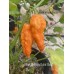 Bhut Jolokia Solid Gold Pepper Seeds Bhut Jolokia Solid Gold Pepper Seeds