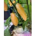 Fatalii Peach Pepper Seeds Fatalii Peach Pepper Seeds