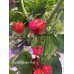 Scotch Brains Red Pepper Seeds 