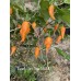 Peach Gum Tiger MAMP Pepper Seeds 