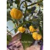 Brazilian Starfish Yellow Pepper Seeds Brazilian Starfish Yellow Pepper Seeds